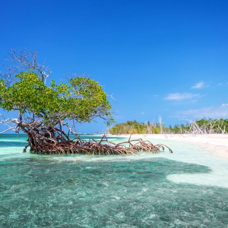 mangrove-boom-op-strand-cayo-levisa-cuba mangrove-boom-op-strand-cayo-levisa-cuba