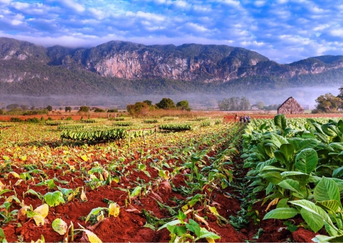 Tabaksbladeren in de vallei van Vñiales, Cuba Tabaksbladeren in de vallei van Vñiales, Cuba