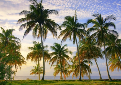 Palmbomen in Varadero Cuba Beste reistijd Cuba