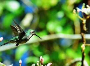 Zumzum kolibrie natuur Cuba