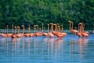 flamingos guanaroca Cuba