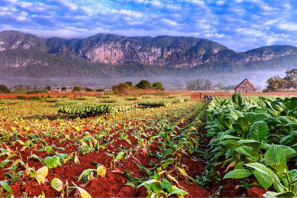 Viñales, Pinar del Río Cuba en 21 días Viñales, Pinar del Río Cuba en 21 días